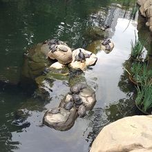 カメが甲羅干ししています