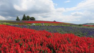 花畑の色彩が鮮やかでした