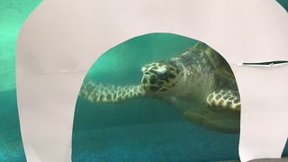 道の駅にウミガメ水槽が🐢