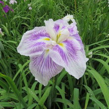 咲いていました