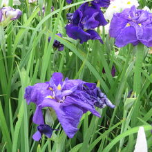 咲いていました