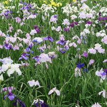 咲いていました