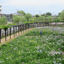 あやめ園です