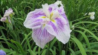 遊歩道を歩きました