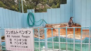和歌山城のすぐ近くにある動物園