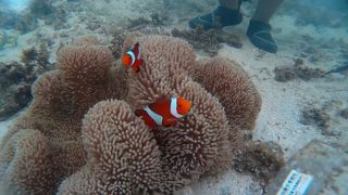 浅瀬にクマノミもいます