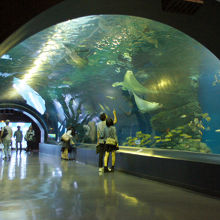 ワンダーチューブ（トンネル水槽）