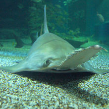 ドワーフソーフィッシュ