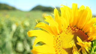 秋もひまわりが楽しめます