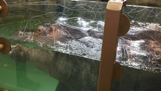 可愛かったです。