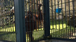 まるで人のような