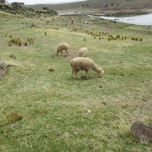 シユスタニ遺跡