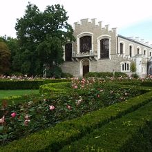 こちらのバラも綺麗