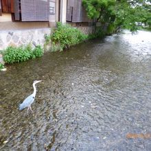 運がよければ流れる小川で白サギにも会えます。