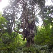 神秘的で威厳のある巨木です！