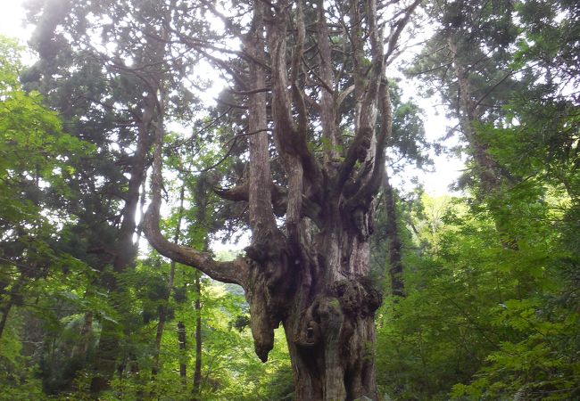 神秘的で威厳のある巨木です！