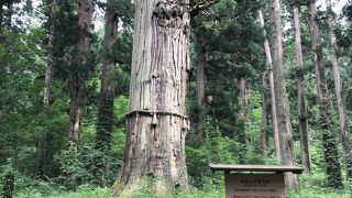 翁スギ残り、婆スギ倒れる