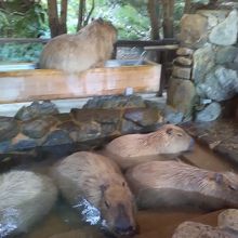 カピバラは温泉につかって気持ちよさそうでした。