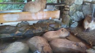 動物好きなら楽しいです