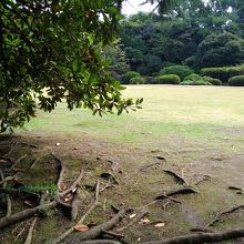 土の部分も芝生の部分も！自然がたくさん！
