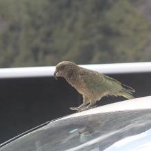 ｢ケア｣という鳥が、駐車中の乗用車の屋根に登場～