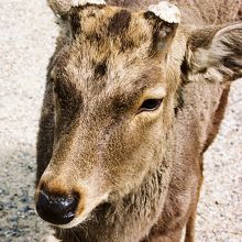 角を切られたオスのシカさん
