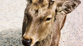 角切り神事の後は