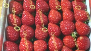 飯岡町 向後農園の苺