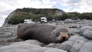 野生のオットセイが岩場にゴロゴロしているのをまじかに見られる珍しい場所