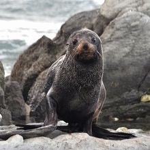 愛らしい顔をしているオットセイ。望遠レンズで写す