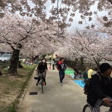 桜のトンネル