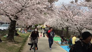 桜の季節は賑わう