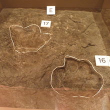 アンキロサウルス類の足跡化石。なんと実物です！！