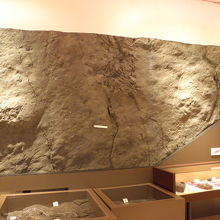 恐竜足跡化石の地層レプリカ。非常に多くの足跡が見られます！