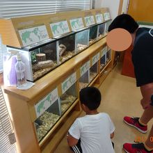 夏期にはいろいろなカブトムシやクワガタが展示されています。