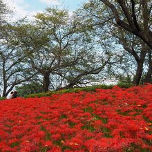 ボランティアの皆さんが植栽した曼殊沙華、見事に咲いています。