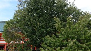 大極殿から見て左と右