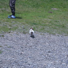 散歩中の犬にもよく出会います。