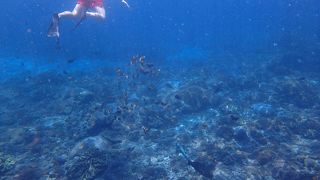 透明度がすごかった