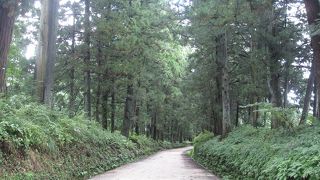 見事な杉並木！いつまでも残してほしいものです。