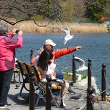 野鳥に餌付けをしてました。
