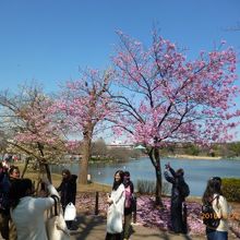桜の花をバックに観光客がいっぱい。