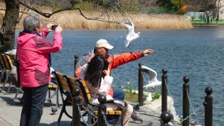 「不忍池」　鳥の餌付け