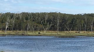 トドワラよりナラワラ