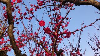 梅の季節がおススメ