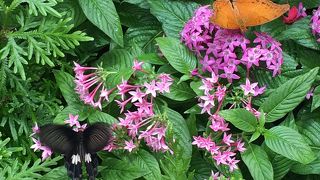 バタフライガーデン