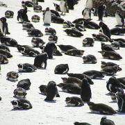 これでもかと野生のペンギン三昧できます