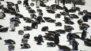 これでもかと野生のペンギン三昧できます