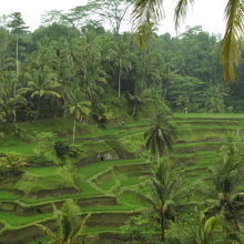 棚田