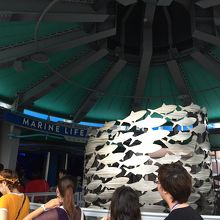 魚たちの中に隠れミッキーがいるそうです。